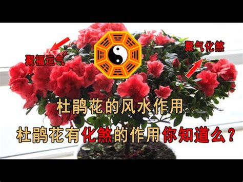 杜鵑花禁忌|杜鵑花化煞秘方大揭秘